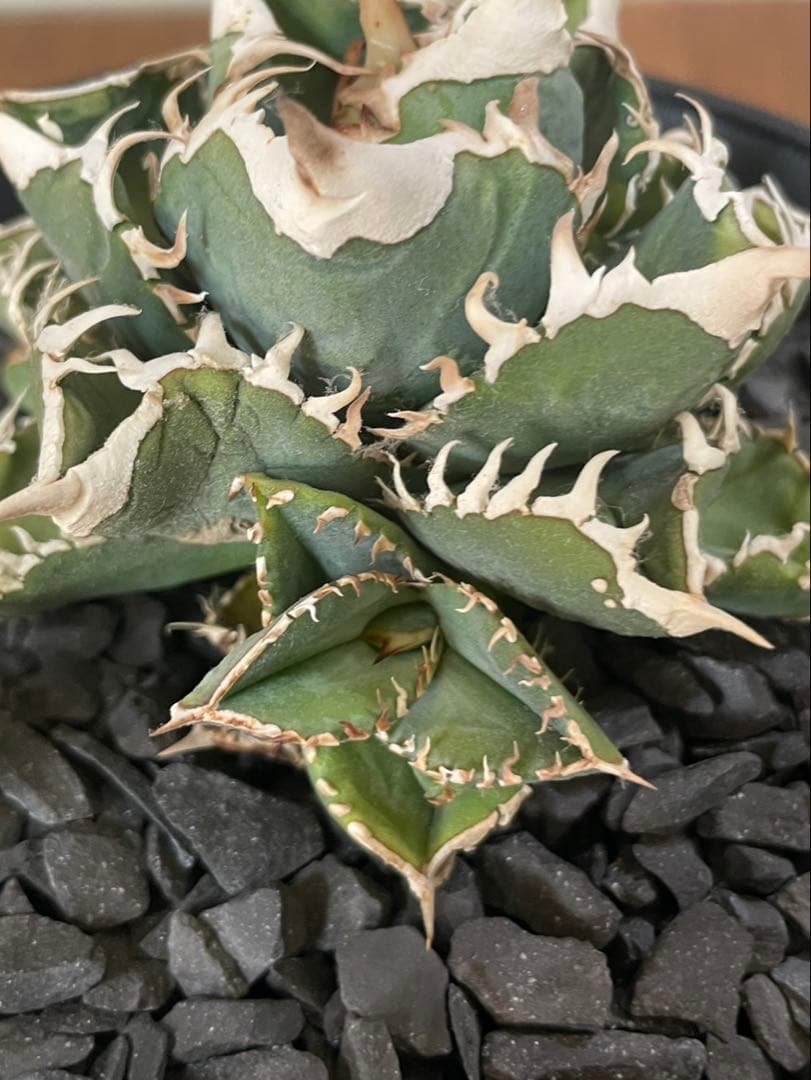 lize産　アガベ　大白鯊　ホホジロザメ　ホオジロザメ　子株　カキコ