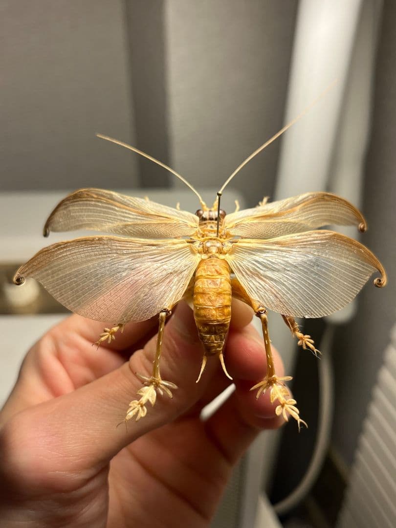 【希少産地】ミャンマー産のマキバネコロギス 昆虫標本バッタ キリギリスコロギス