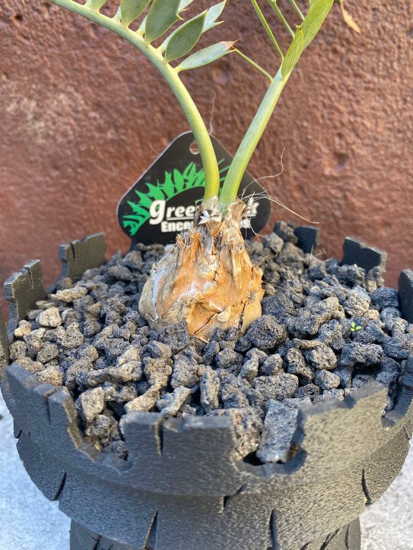 エンセファラルトスホリダス