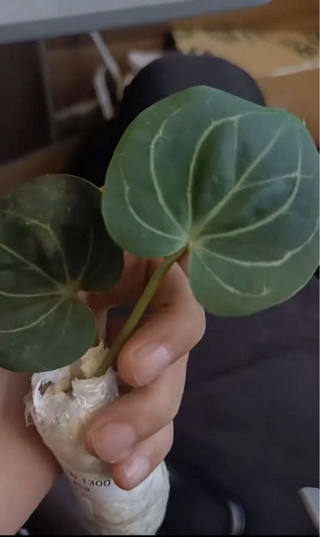 アンスリウム　HU KOS キングオブスペード　haji