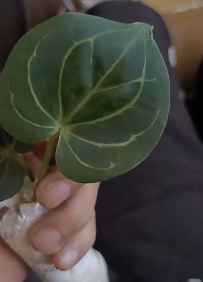 アンスリウム　HU KOS キングオブスペード　haji