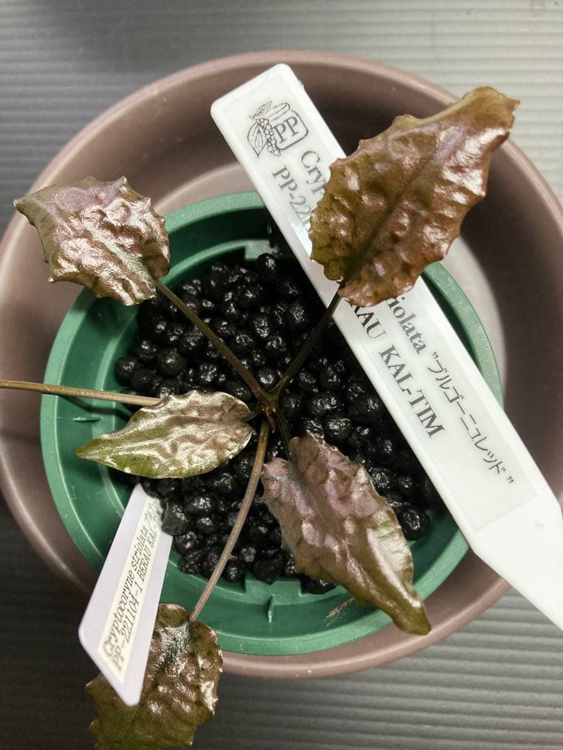 クリプトコリネ　ブルゴーニュレッド　正規タグ付き