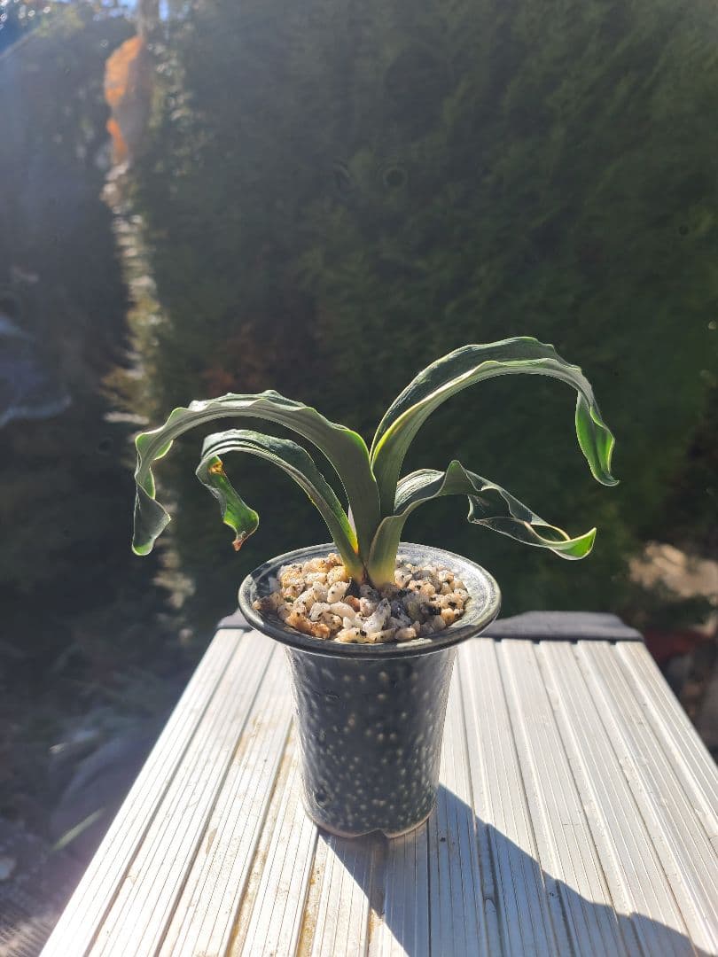 岩戸獅子　万年青