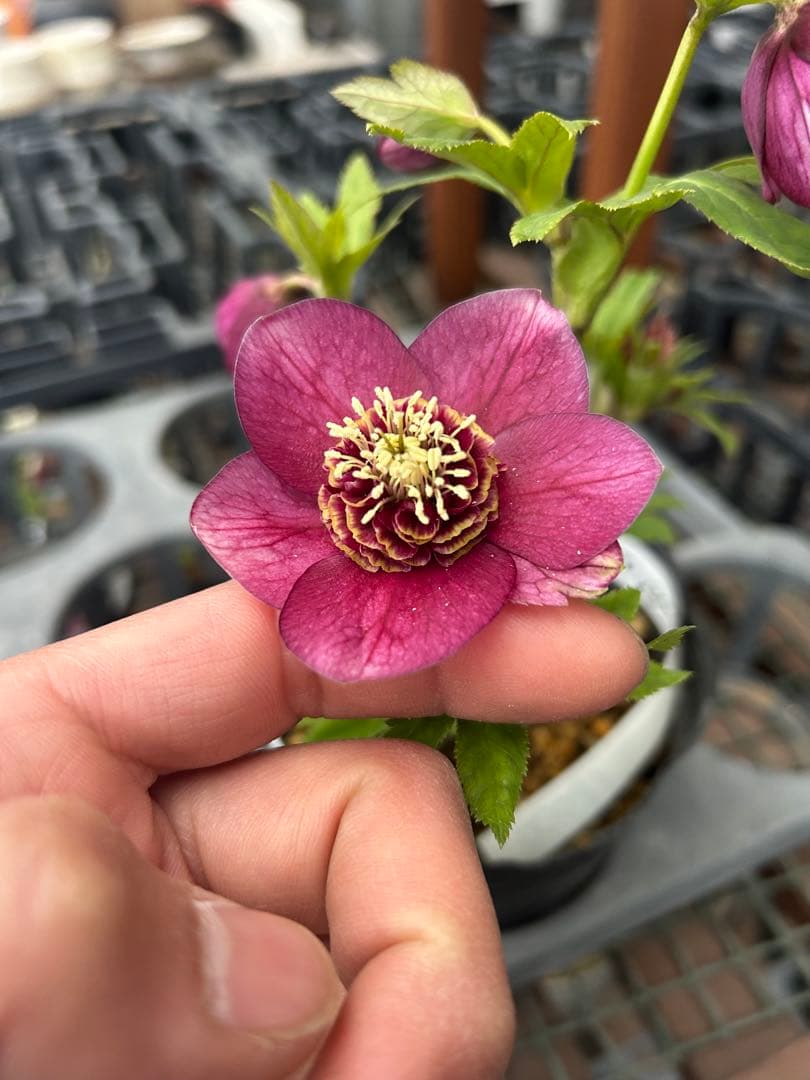 加藤農園 グロッシーカラー クリスマスローズ同梱可能