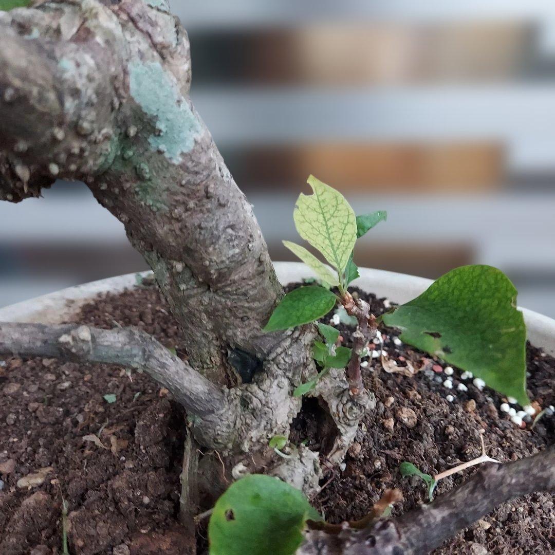 ブーゲンビリア盆栽　オレンジピンクNo75 らくらくメルカリ便発送‼️