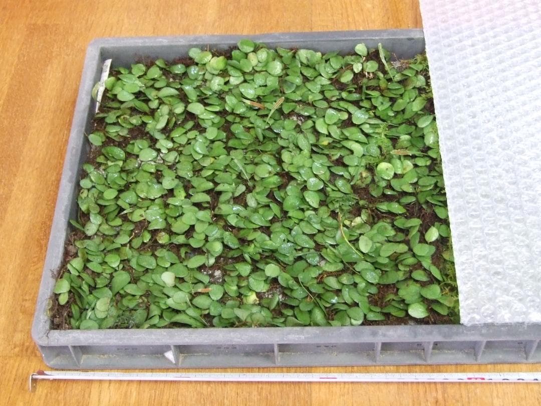 teru3　コケ各種7.5パレットとカサゴケ15本入2パック