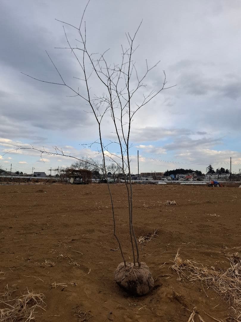 コハウチワカエデ 雑木 ――アオダモ アオハダ モミジ 山彩り ――