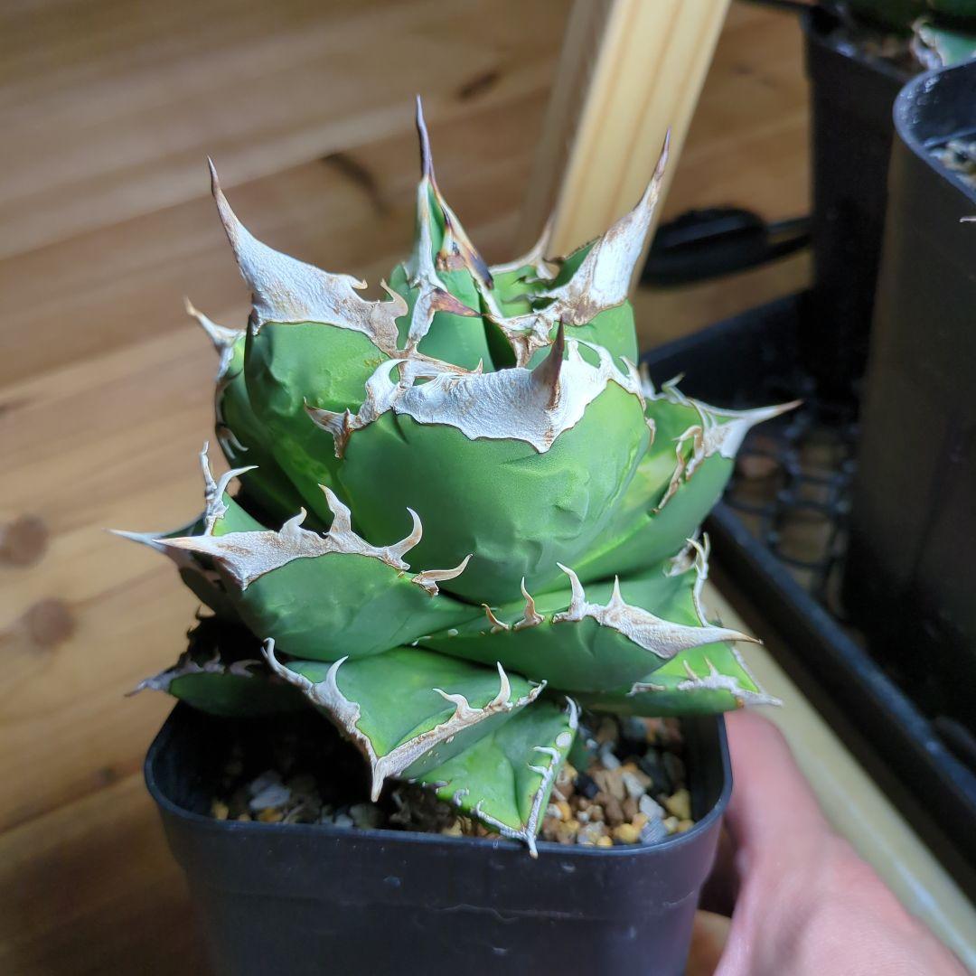 アガベ　SAD 子株つき