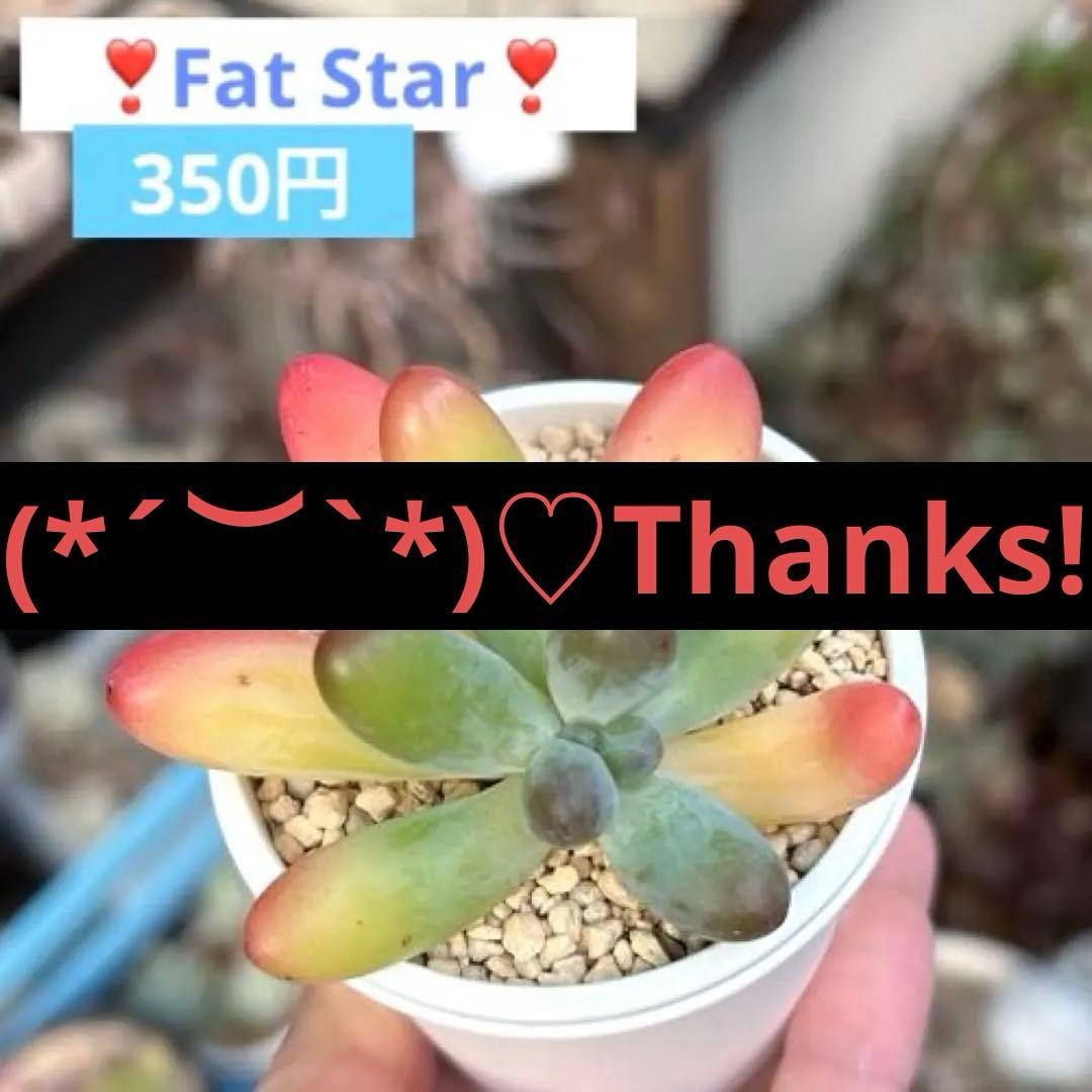 ❣️ファットスター❣️現品 エケベリア 寄せ植え 多肉弁当 多肉植物