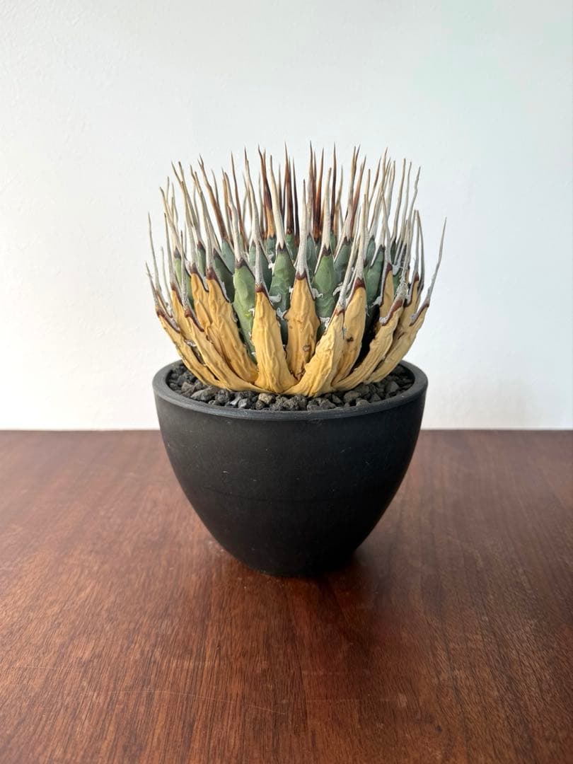 ユタエンシス・エボリスピナ　現地球　発根済み