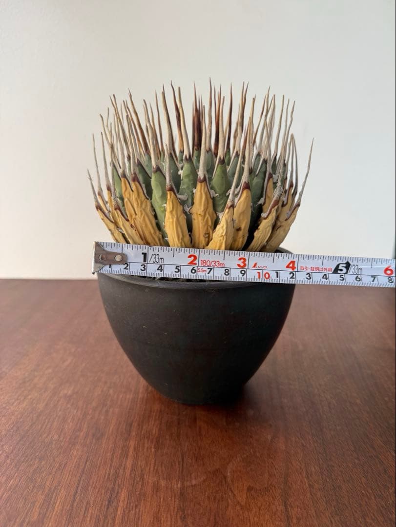 ユタエンシス・エボリスピナ　現地球　発根済み