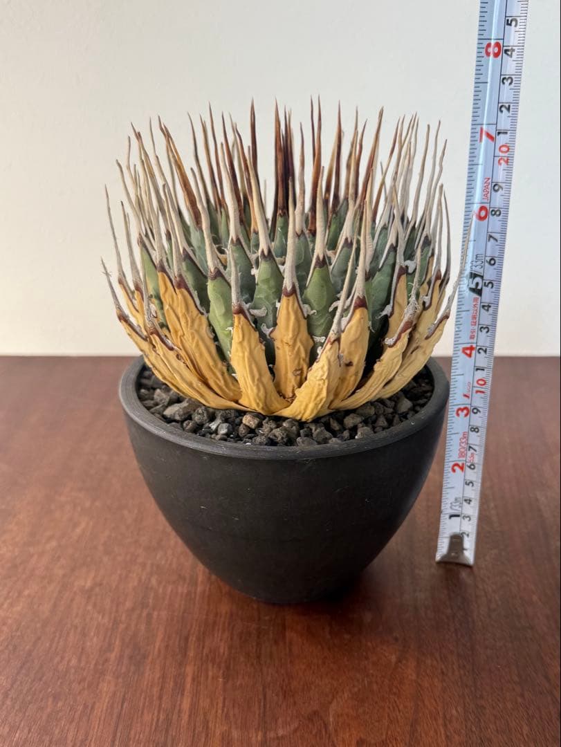 ユタエンシス・エボリスピナ　現地球　発根済み