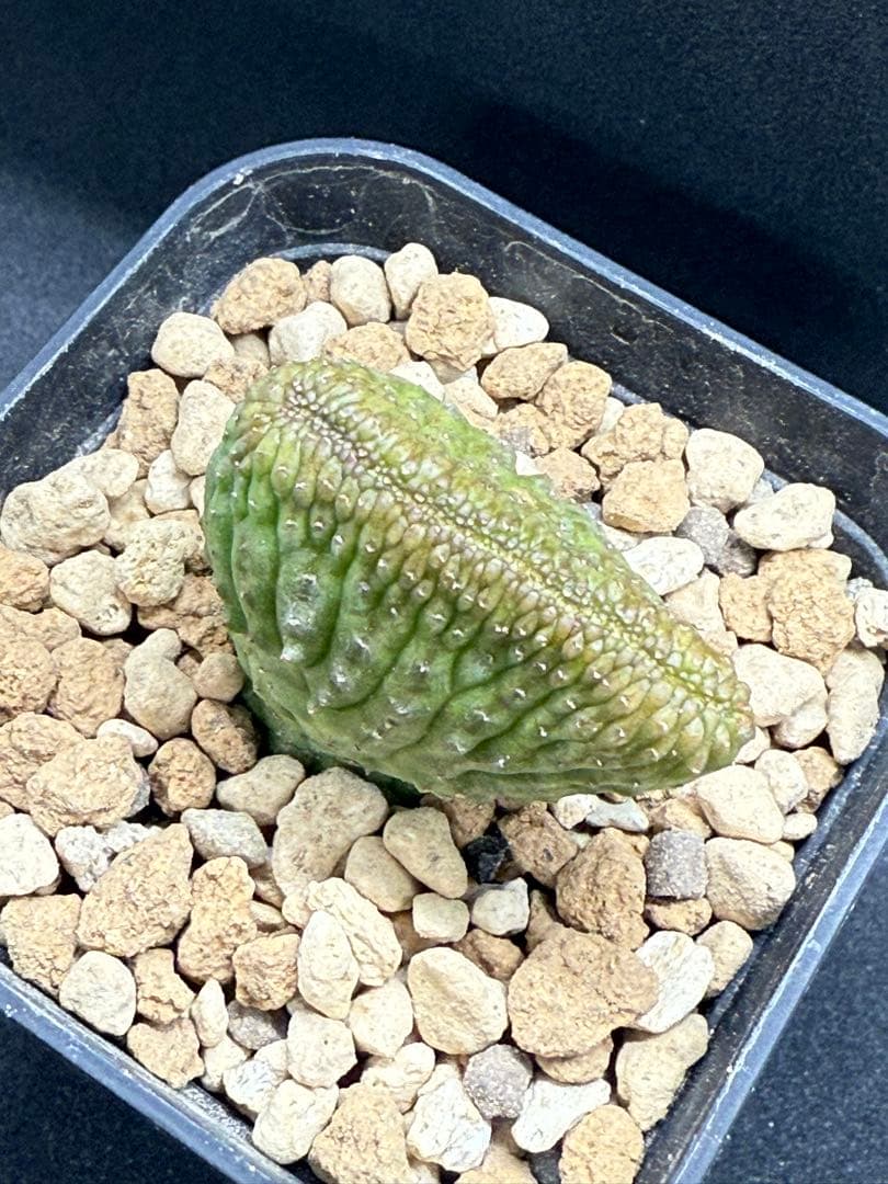 ユーフォルビア　オベサ　モンスト　綴化