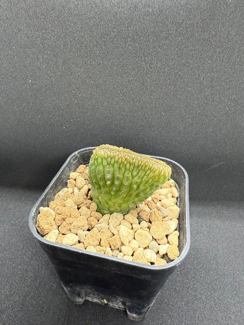 ユーフォルビア　オベサ　モンスト　綴化