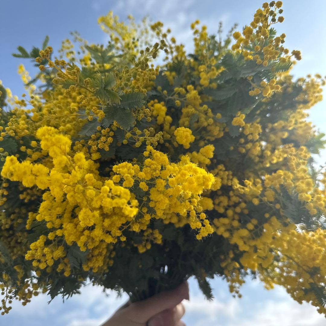 2026 フレッシュミモザ