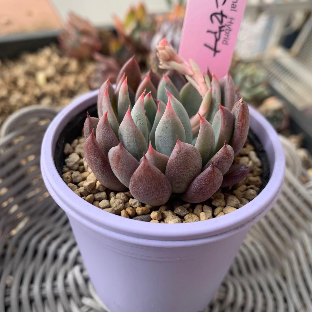 ルイパパ苗　ルイママ　中里リンゼアナ　× 青鬼　札付き