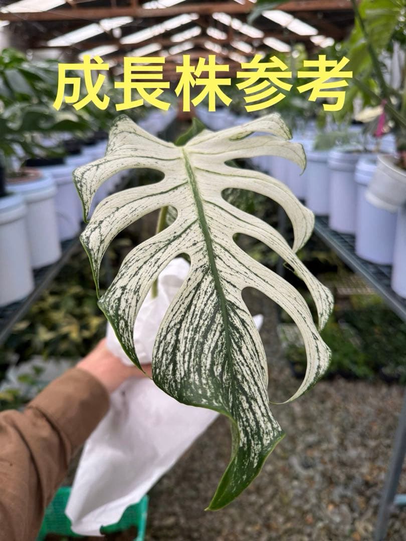 モンステラ　デビルモンスター　組織培養苗