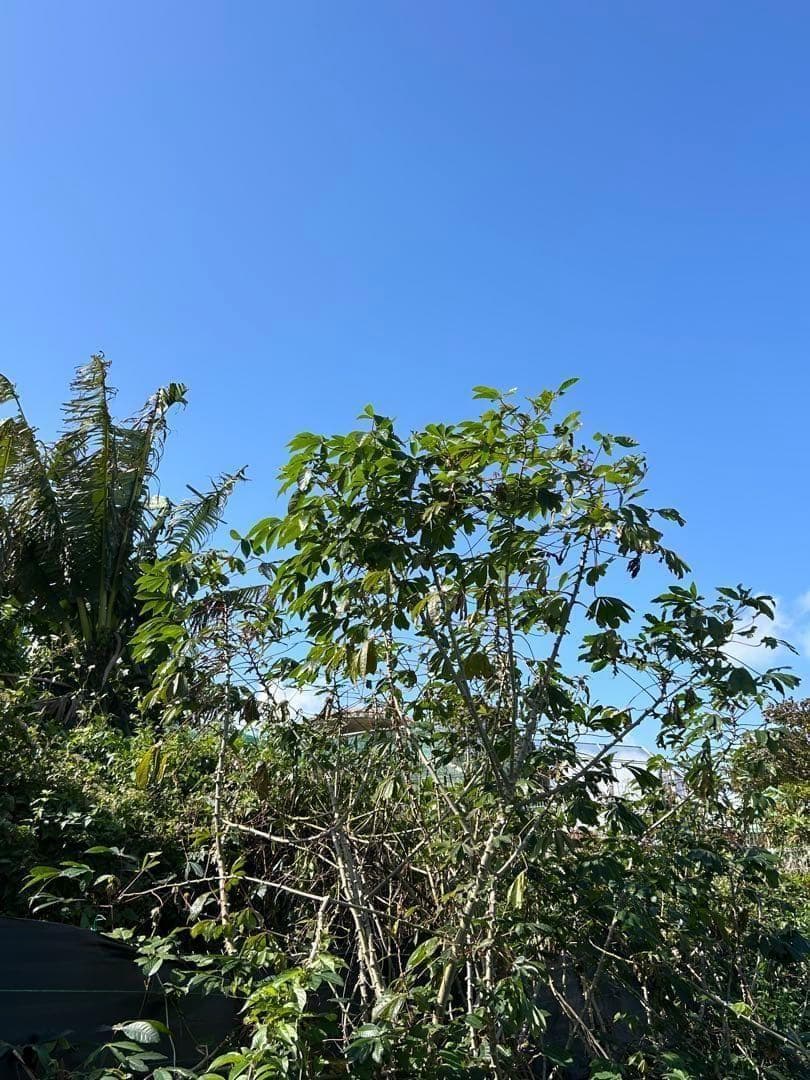 官能的な旨味と甘味。超高級★キャッサバ・ゴールドSS★挿し木枝。80サイズ箱満杯