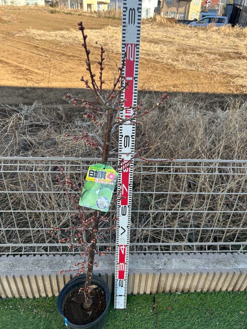 白加賀　貴陽　2本　ドット