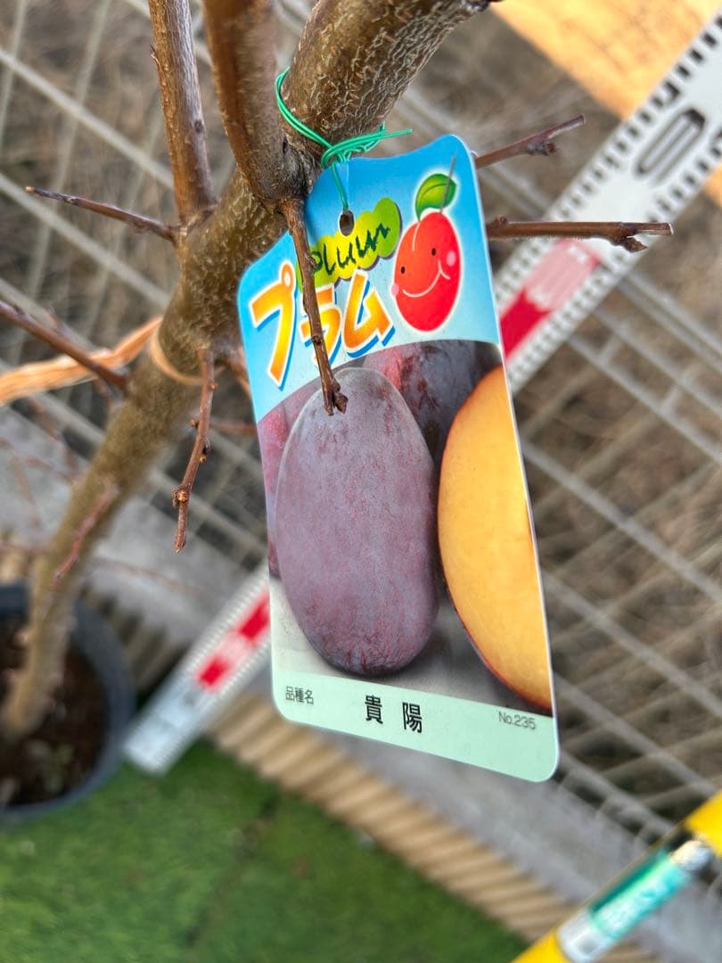 白加賀　貴陽　2本　ドット