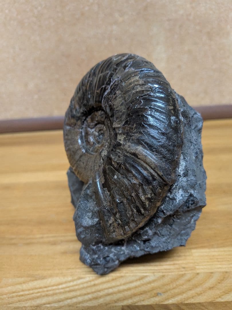 ハシモト　アンモナイト化石