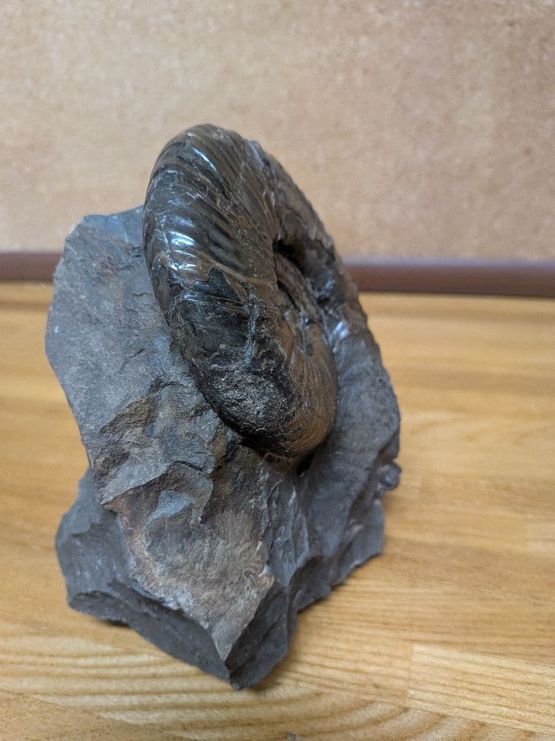 ハシモト　アンモナイト化石