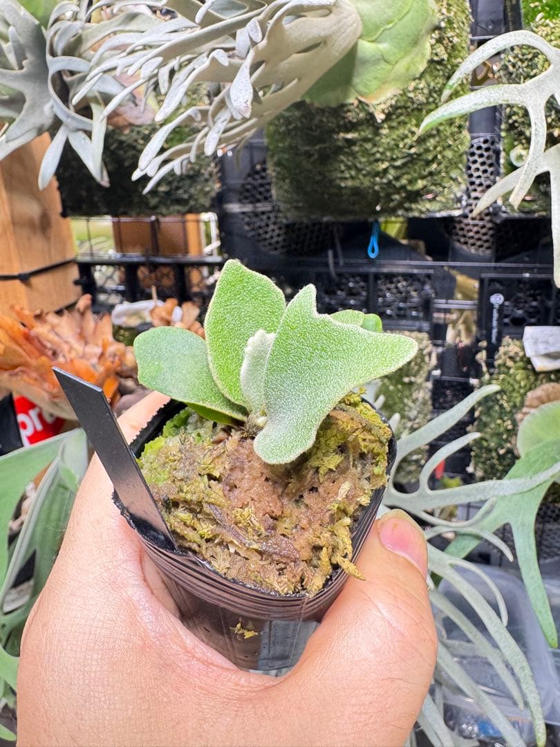 willinckii Fly ドワーフ確定　⑤