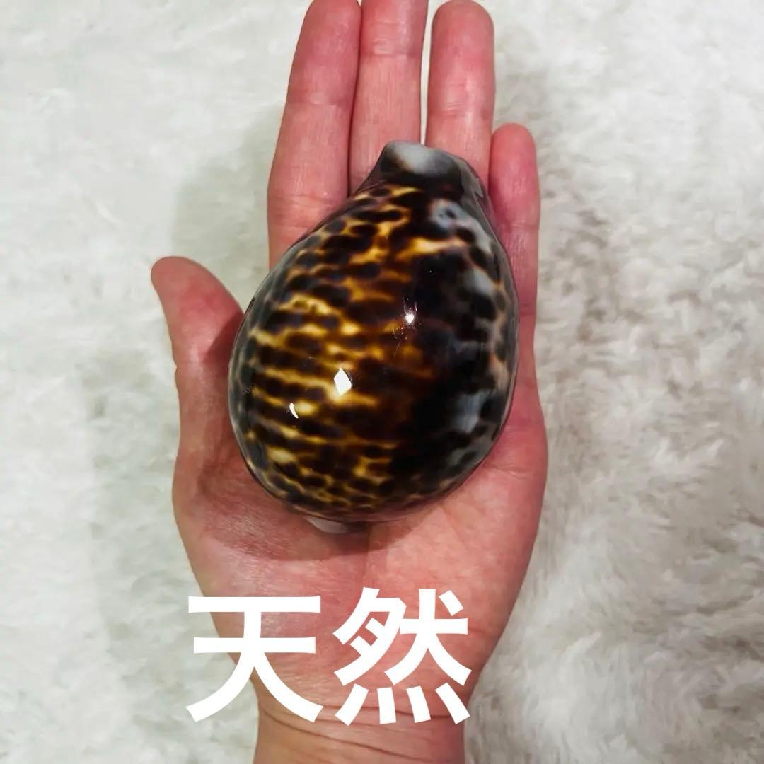 希少！特大沖縄県天然星宝貝（ホシダカラ）