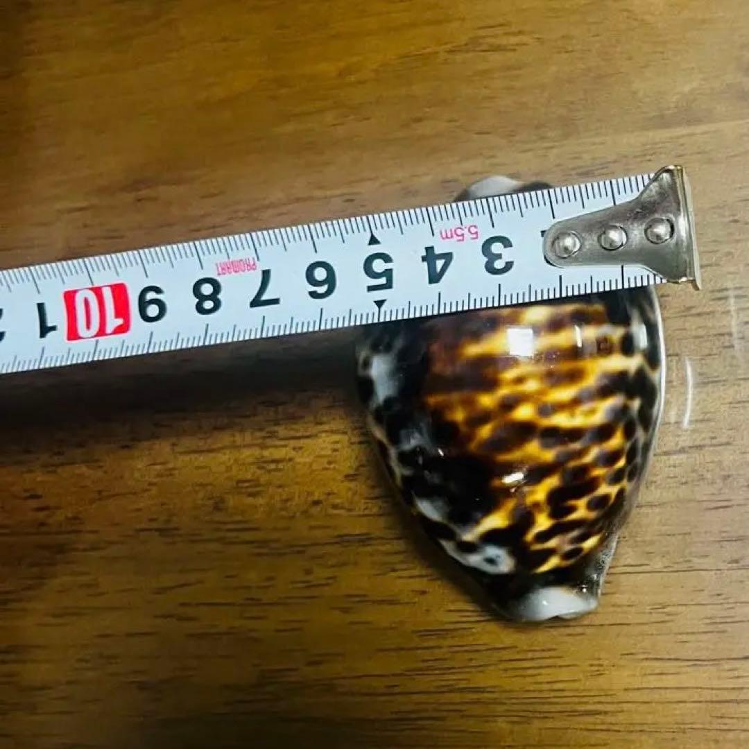 希少！特大沖縄県天然星宝貝（ホシダカラ）