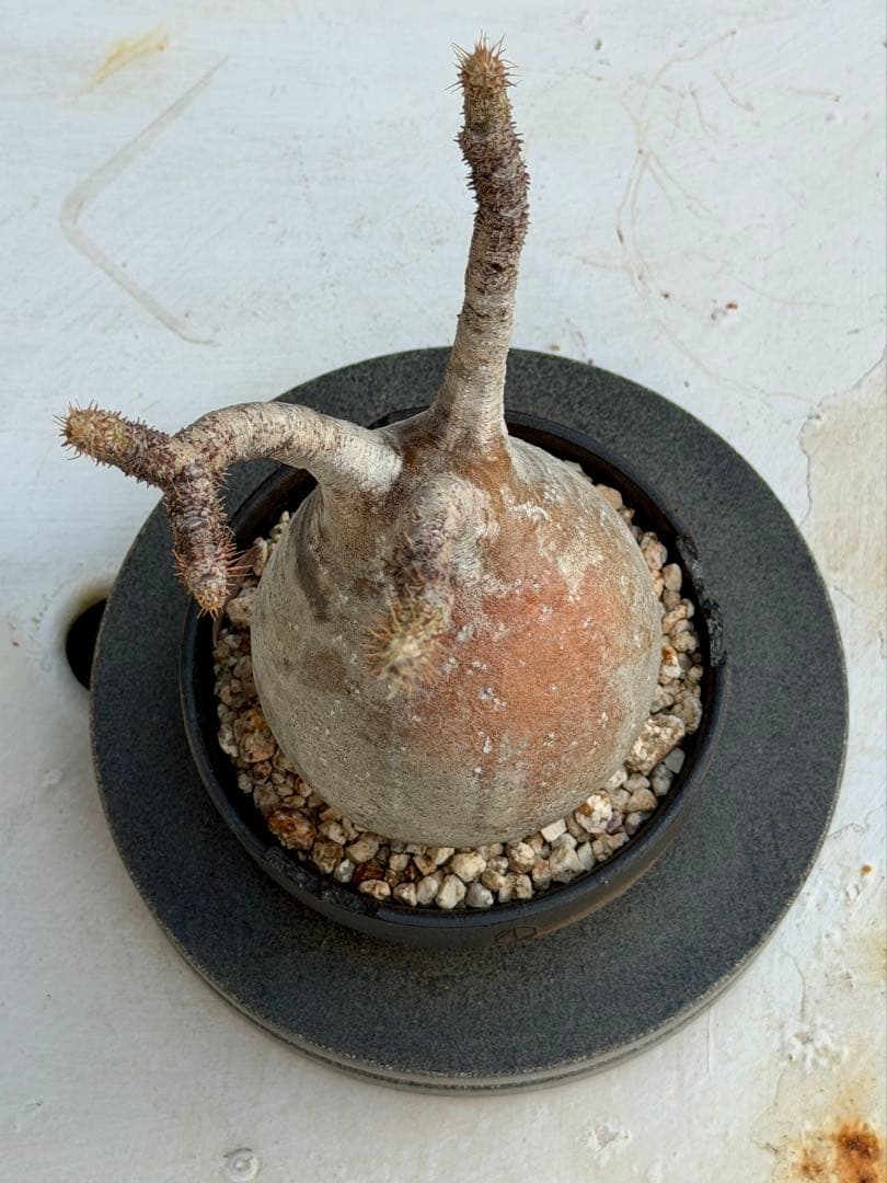 パキポディウム　グラキリス　現地球　良型 N/ON鉢つき