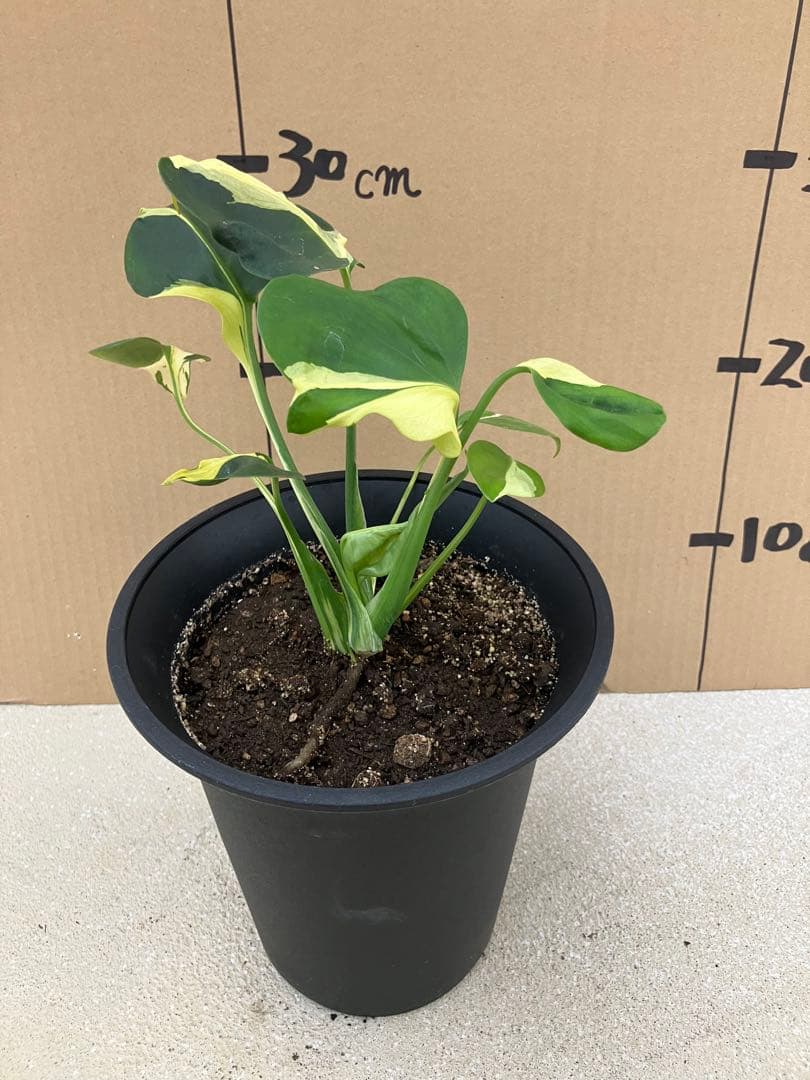 ト*オ様 モンステラ斑入り　デリシオーサ挿木、実生株　変異個体と奇形個体黄斑入り