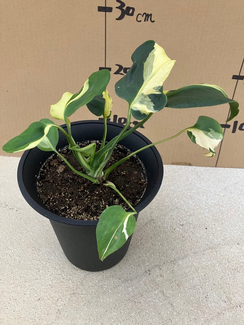 ト*オ様 モンステラ斑入り　デリシオーサ挿木、実生株　変異個体と奇形個体黄斑入り