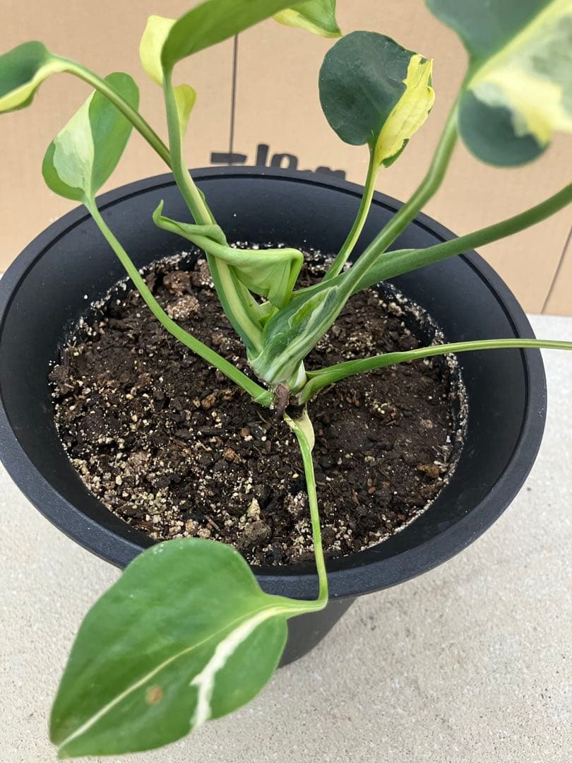 ト*オ様 モンステラ斑入り　デリシオーサ挿木、実生株　変異個体と奇形個体黄斑入り