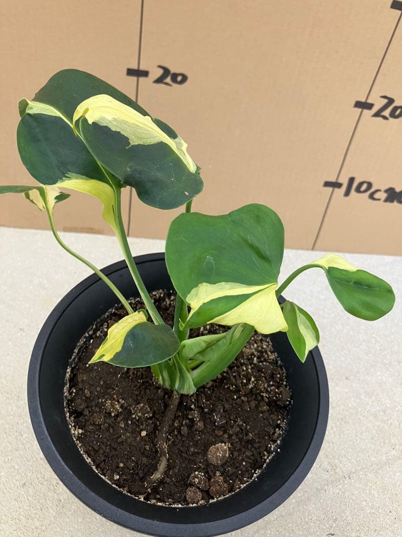 ト*オ様 モンステラ斑入り　デリシオーサ挿木、実生株　変異個体と奇形個体黄斑入り