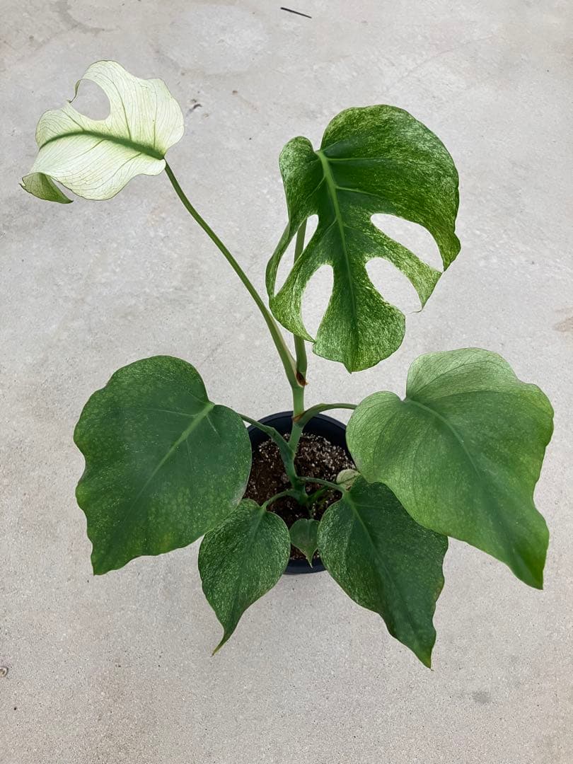 ト*オ様 モンステラ斑入り　デリシオーサ挿木、実生株　変異個体と奇形個体黄斑入り