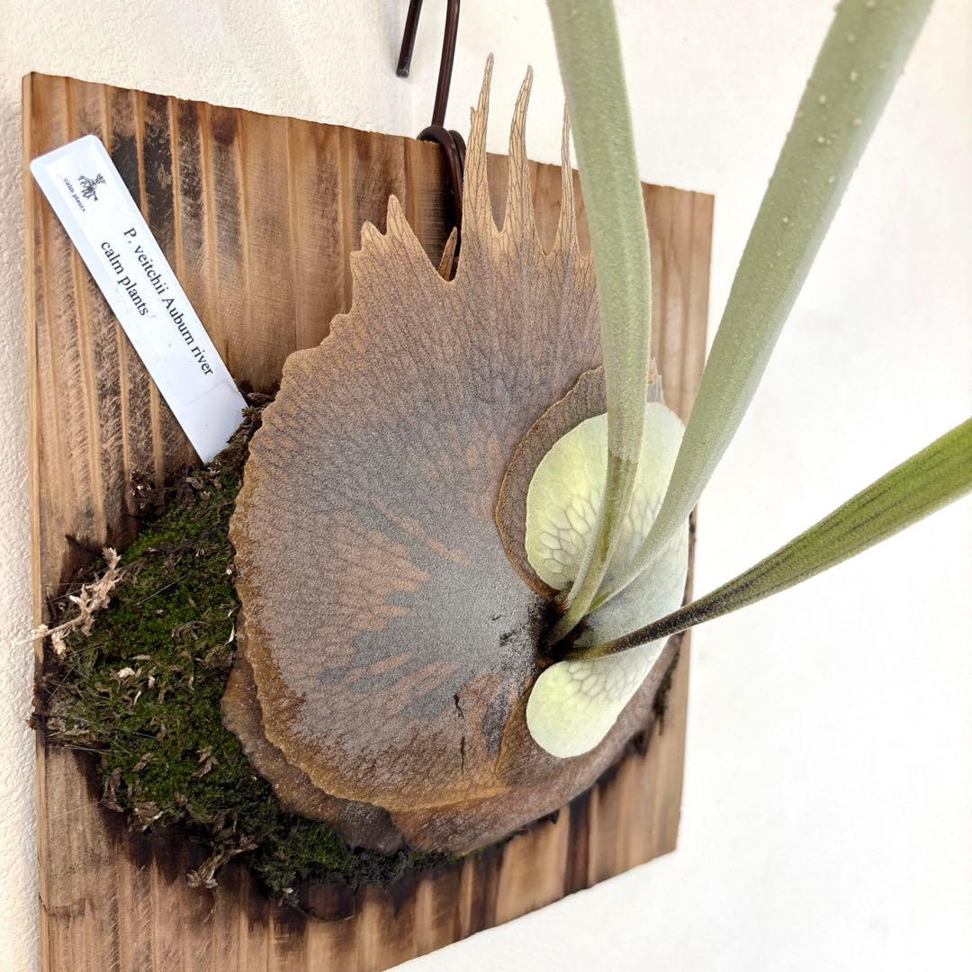 ※値下げしました※ 【P.veitchii Auburn 】ビカクシダ