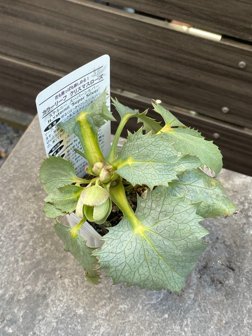 【花苗】カラーリーフ クリスマスローズ スーパーシルバー 松村園芸