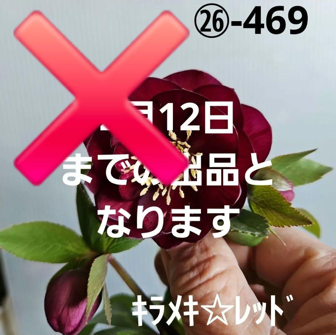 ㉖-469クリスマスローズ