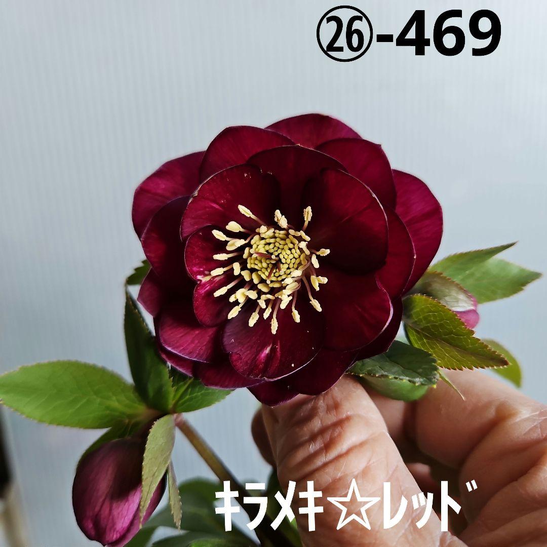 ㉖-469クリスマスローズ