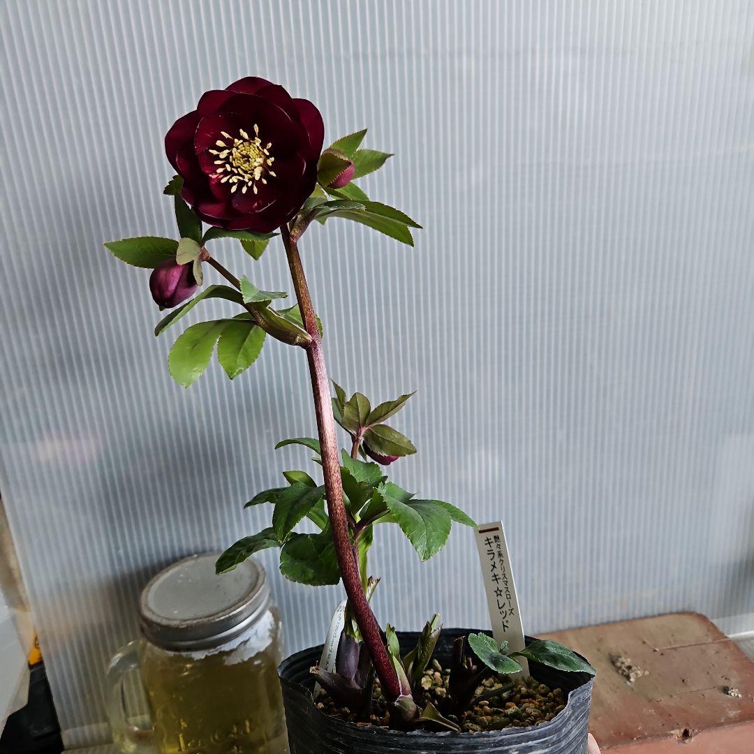 ㉖-469クリスマスローズ