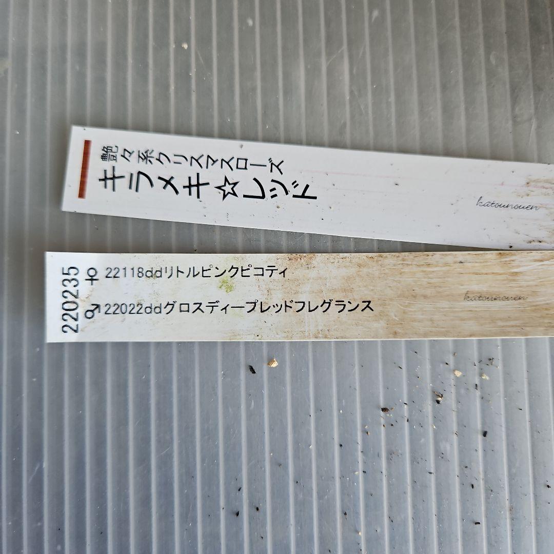 ㉖-469クリスマスローズ