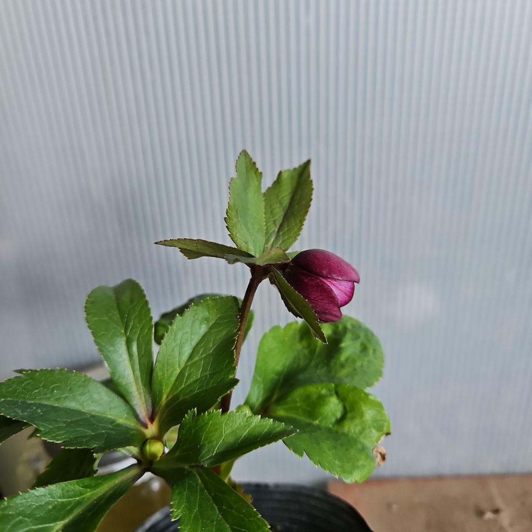 ㉖-469クリスマスローズ