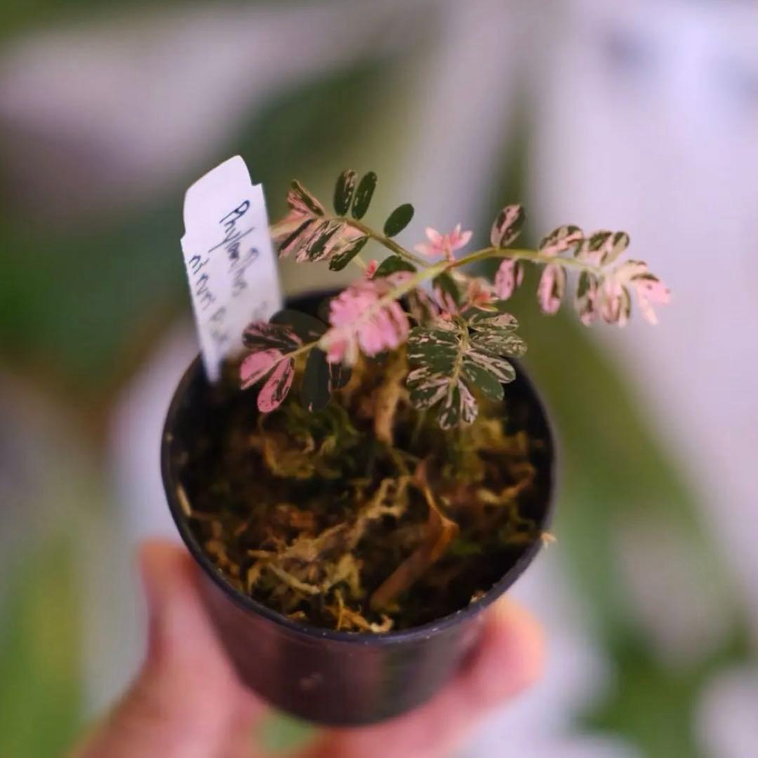 Phyllanthus urinaria Pink｜フィランサス・ウリナリア②