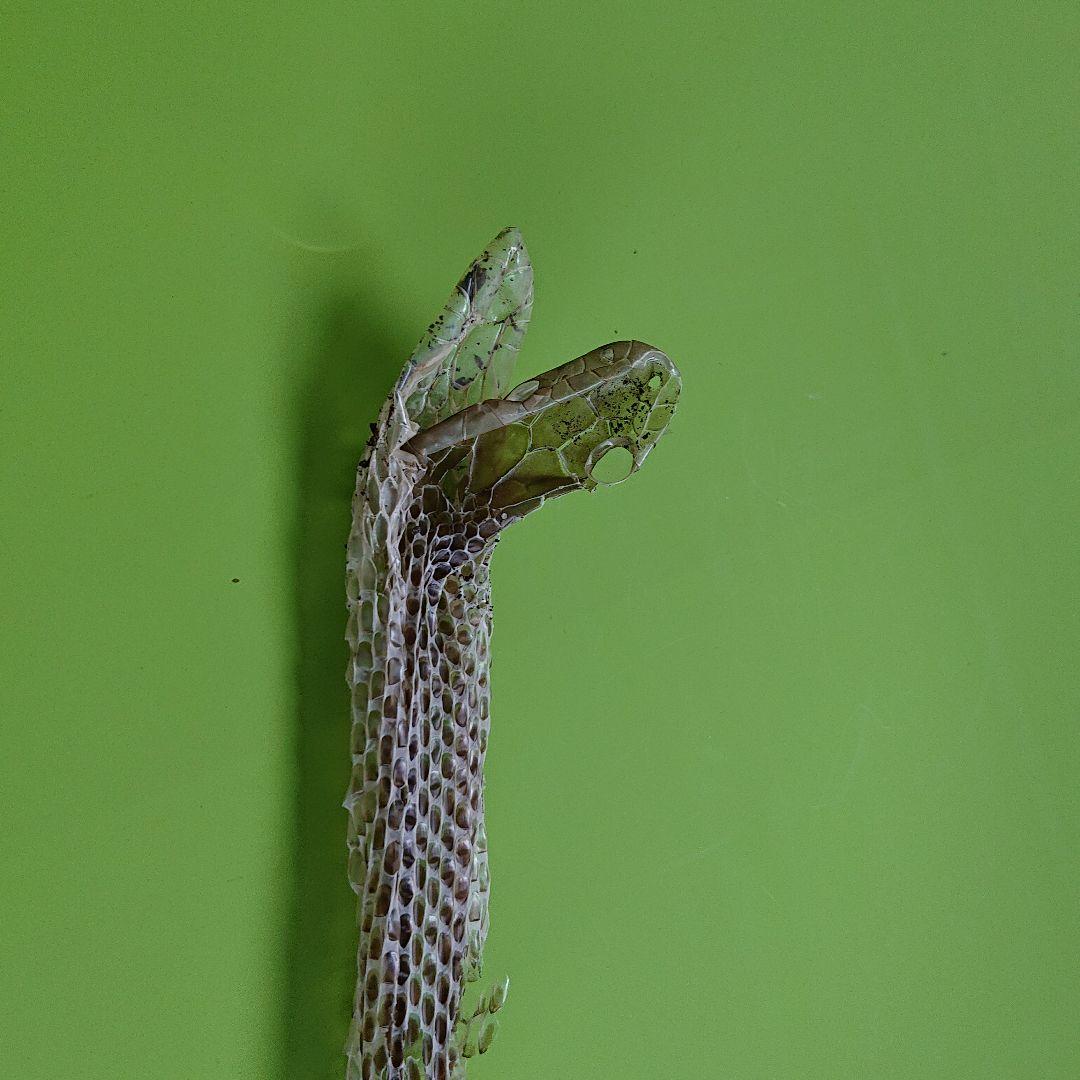 青大将蛇の脱皮