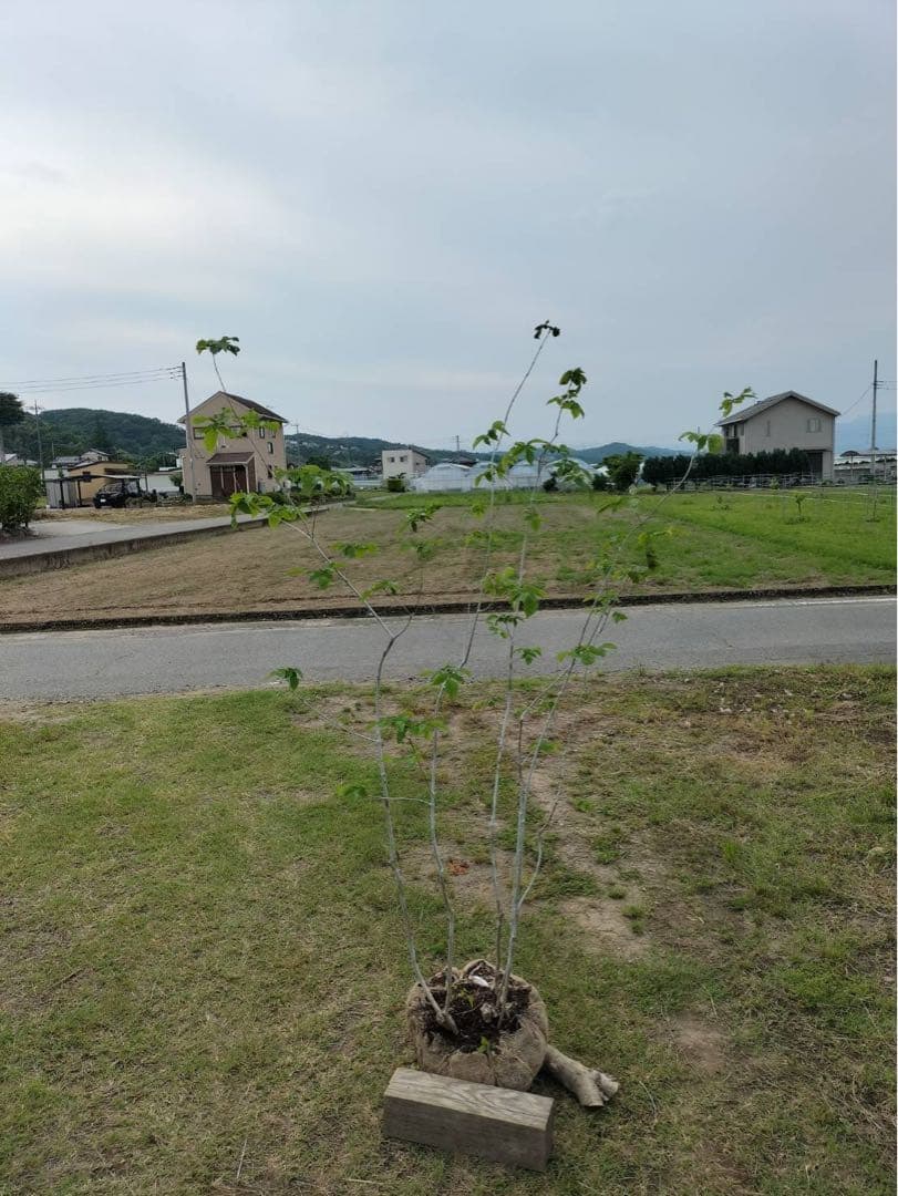 山採り アオダモ 株立ち 6本立ち