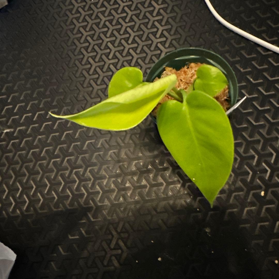 モンステラ　イエロームーン