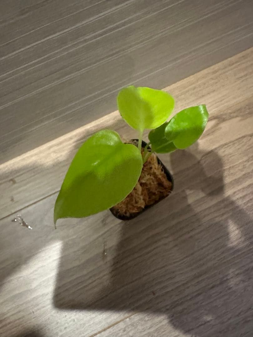 モンステラ　イエロームーン