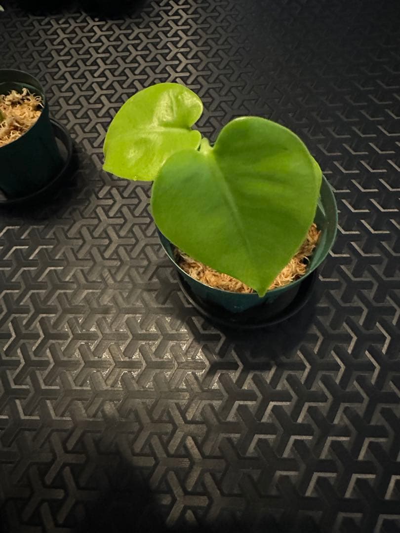 モンステラ　イエロームーン