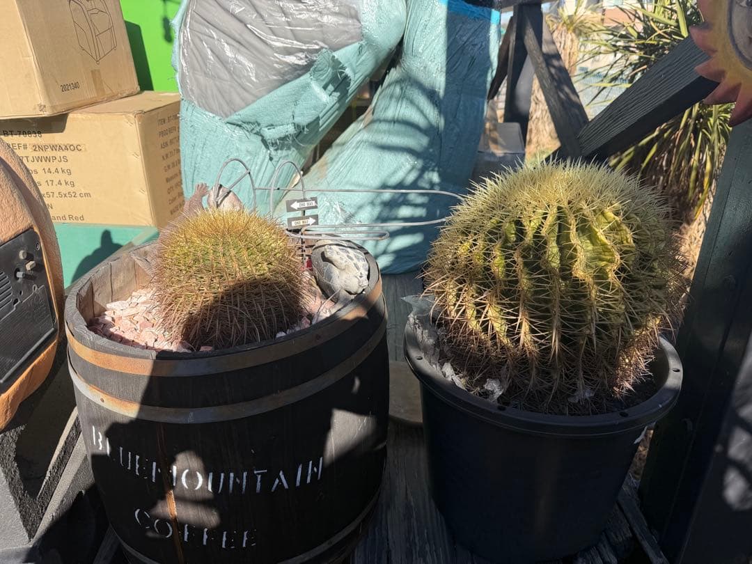 金鯱　サボテン　2個セット