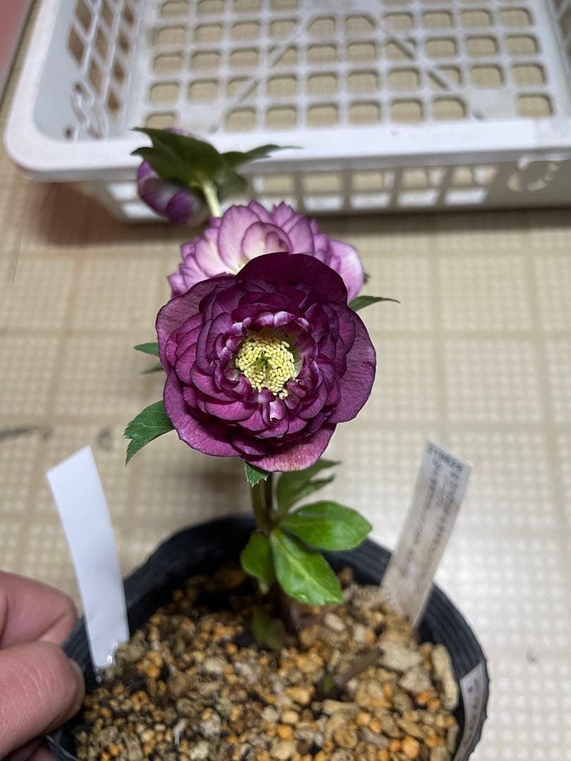 加藤農園 アフロディーテグラデージョン クリスマスローズ